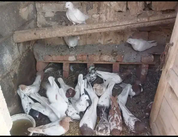 بفروش میرسد کبوتر ها|پرنده|ایلخچی, |دیوار