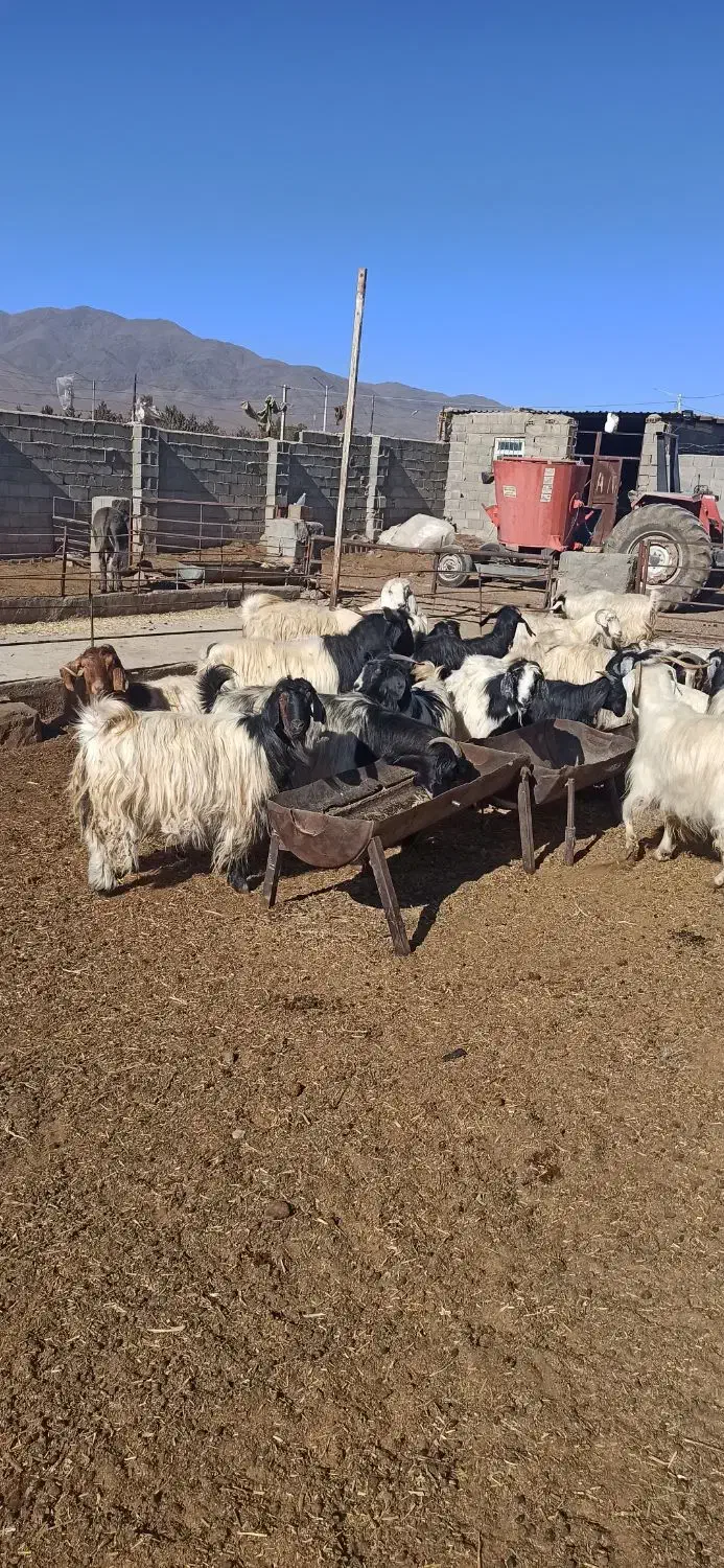 بز کردی مهابادی اصل|حیوانات مزرعه|بسطام, |دیوار