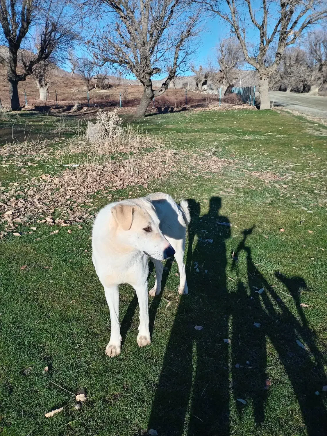 مریوان|سگ|سروآباد, |دیوار