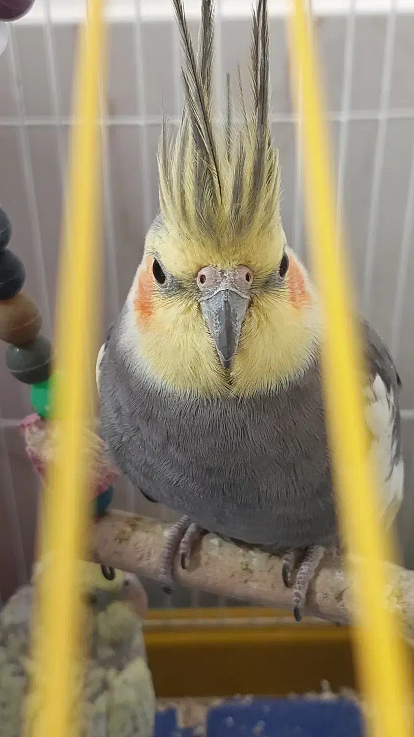 فروش عروس هلندی|پرنده|رزن, |دیوار