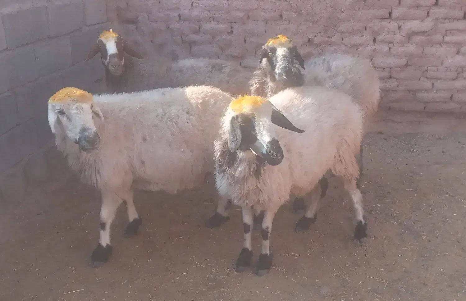 میش آبستن درجه یک فروشی|حیوانات مزرعه|بردسیر, |دیوار