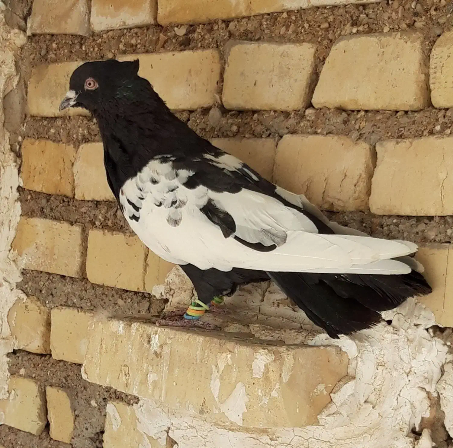 کبوتر نر سینه سیاه|پرنده|حمیدیه, |دیوار