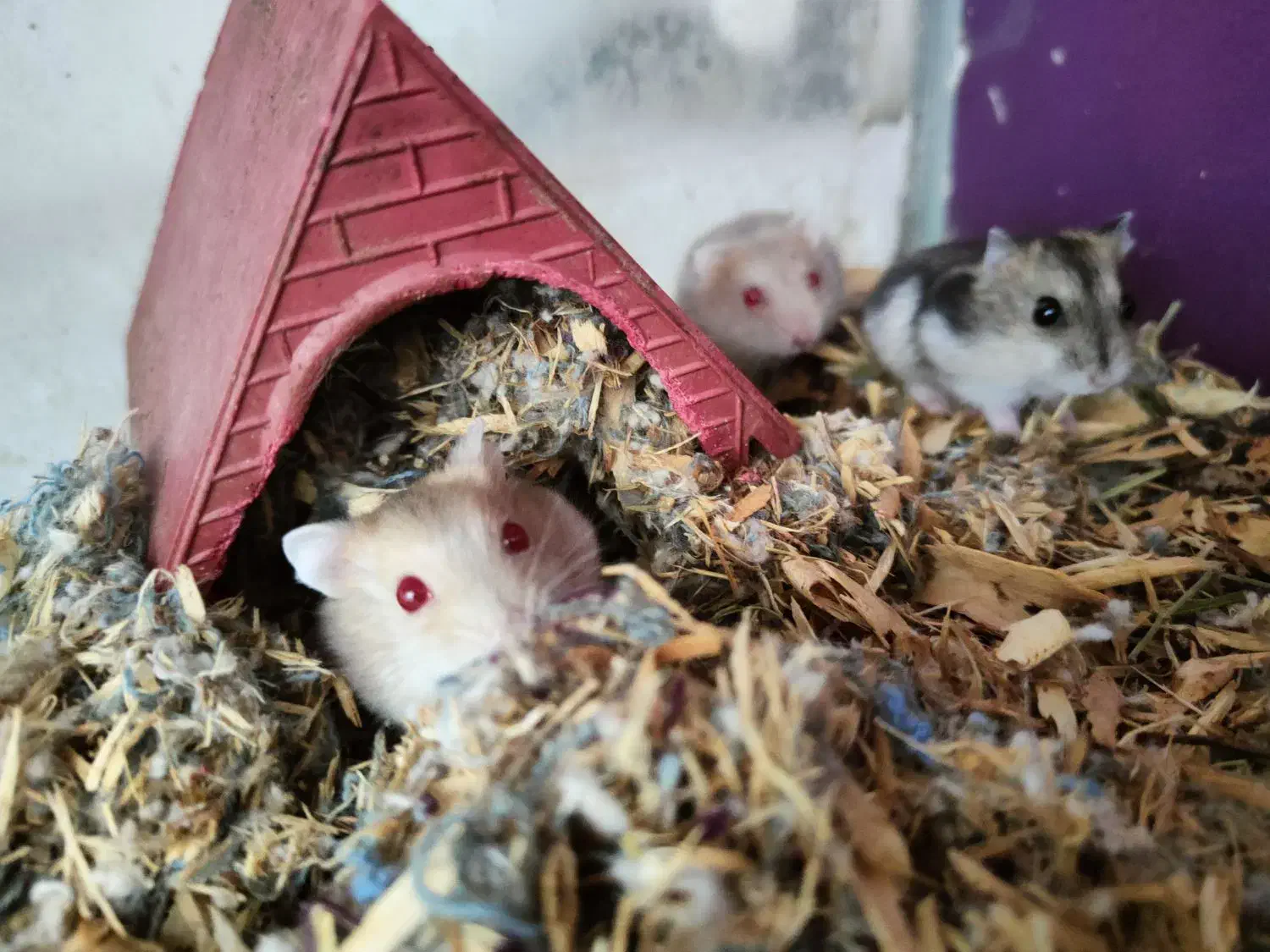 همستر|موش و خرگوش|سهند, |دیوار