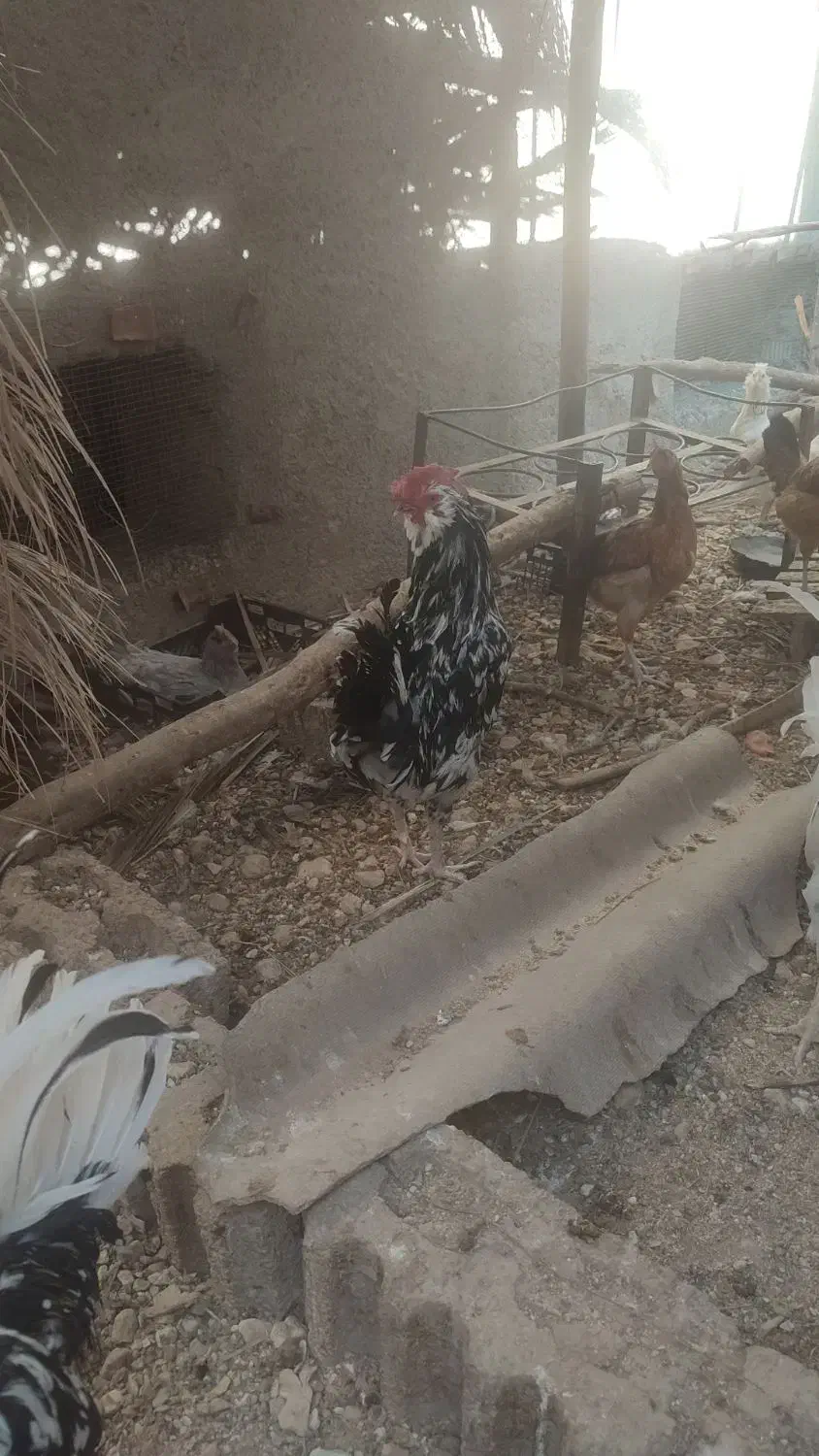 خروس گلین|حیوانات مزرعه|جویم, |دیوار