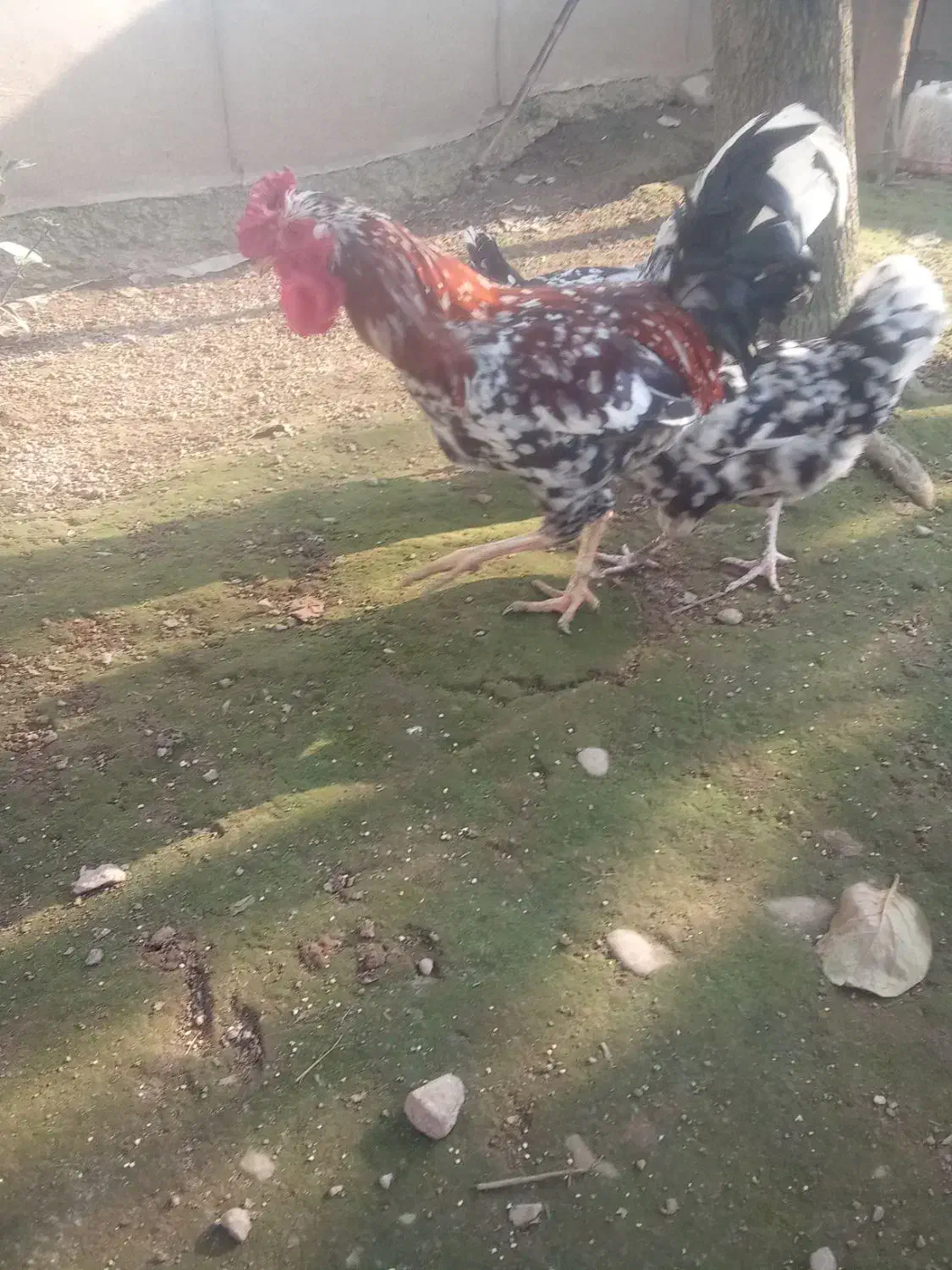 جوجه مرغ خروس گلین|حیوانات مزرعه|رشت, استادسرا|دیوار