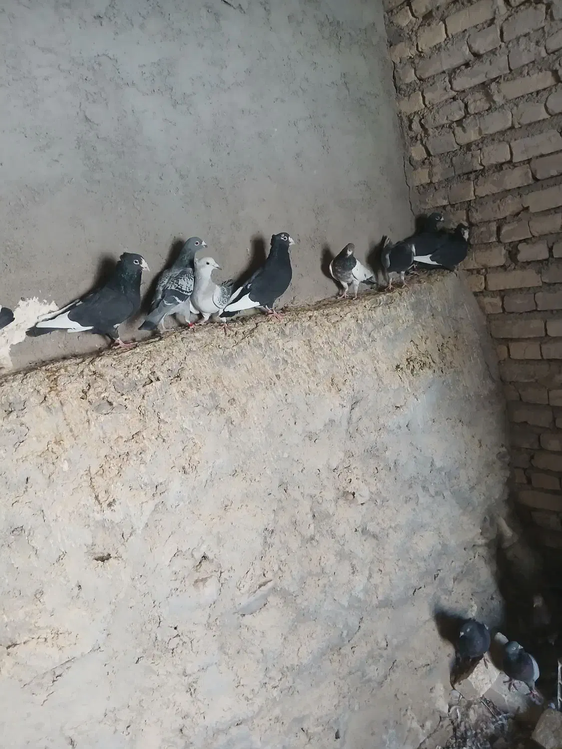 کبوتر سیاه پلنگ|پرنده|بافت, |دیوار