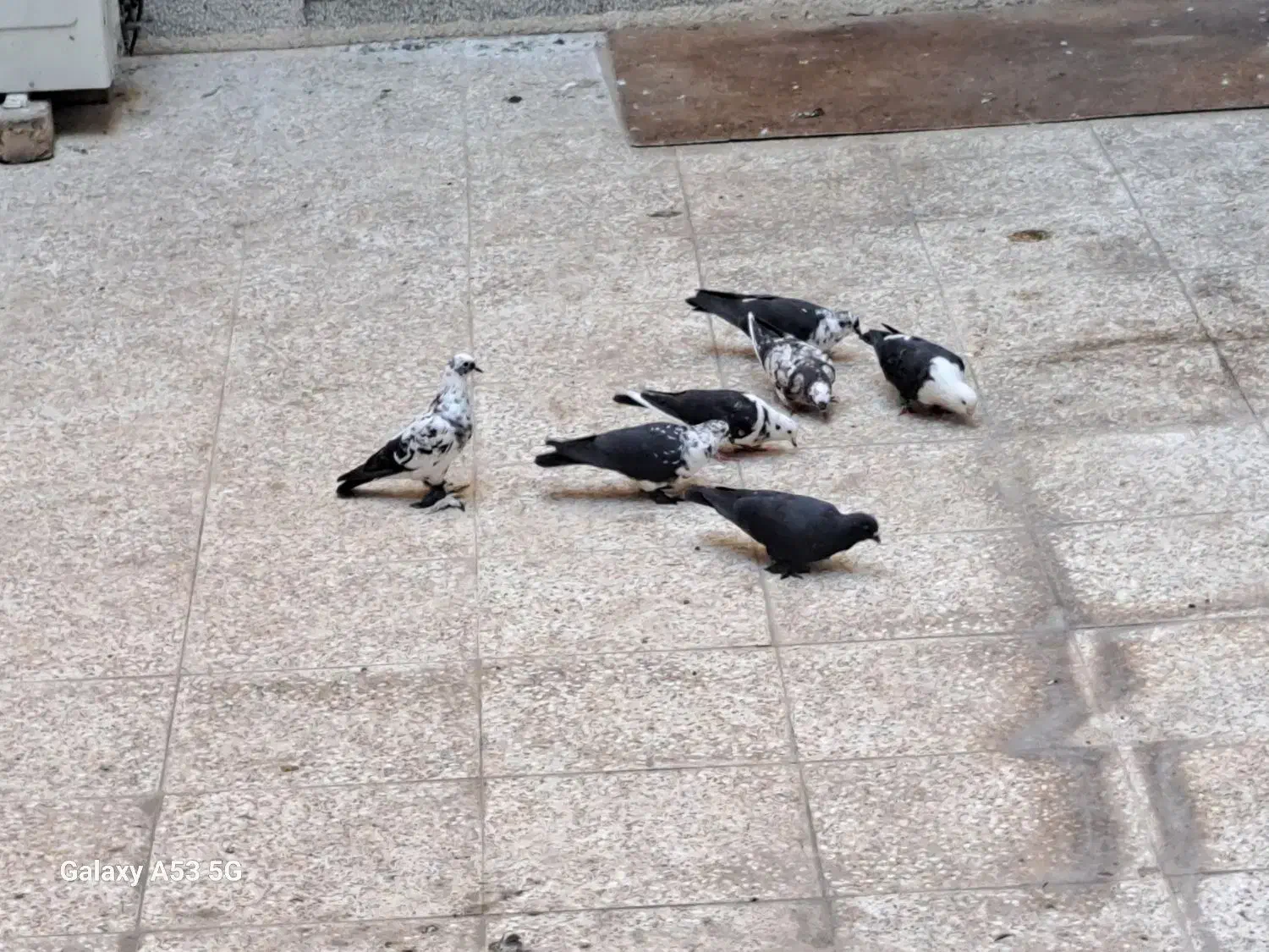 7عدد کبوتر|پرنده|قم, باجک یک|دیوار