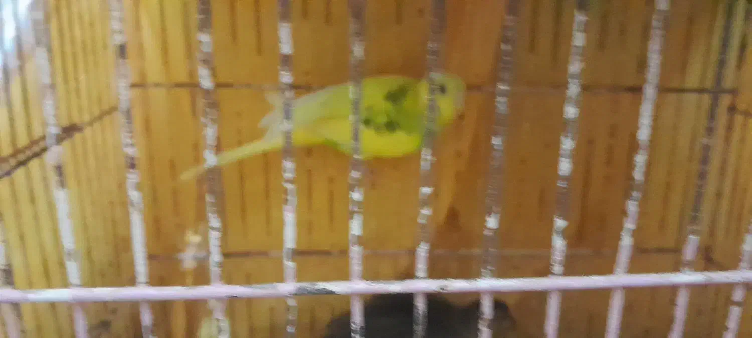 مرغ عشق و خروس میاطوری|پرنده|سنگر, |دیوار