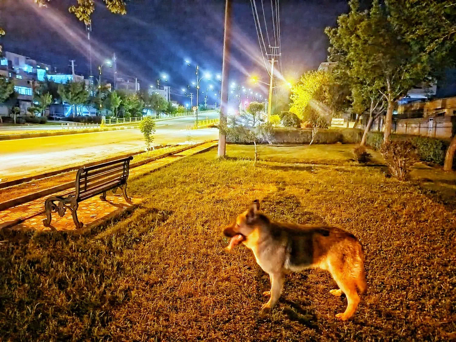 ژرمن شپرد|سگ|سقز, |دیوار