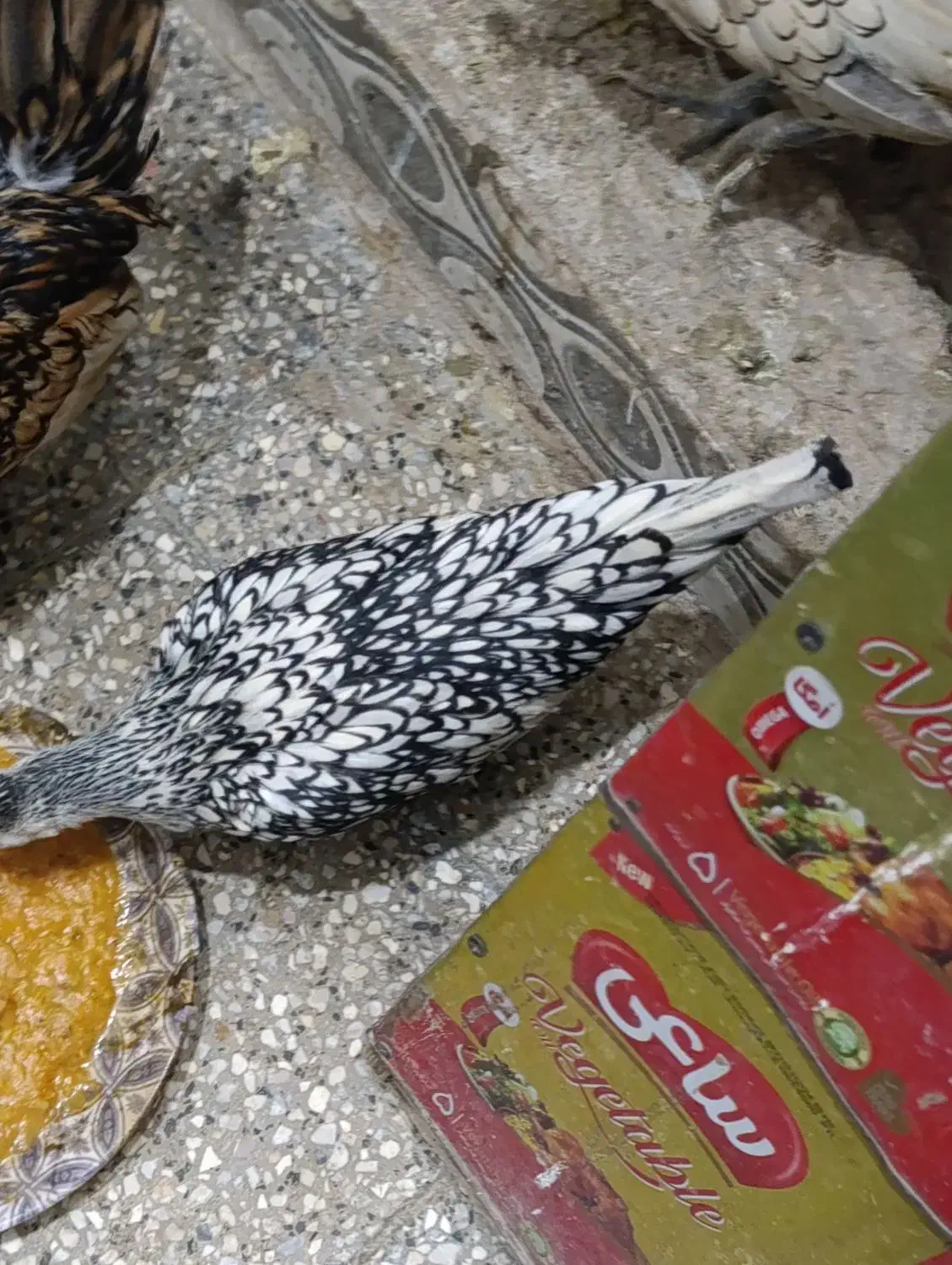 مرغ و خروس|حیوانات مزرعه|مشهد, قائم|دیوار