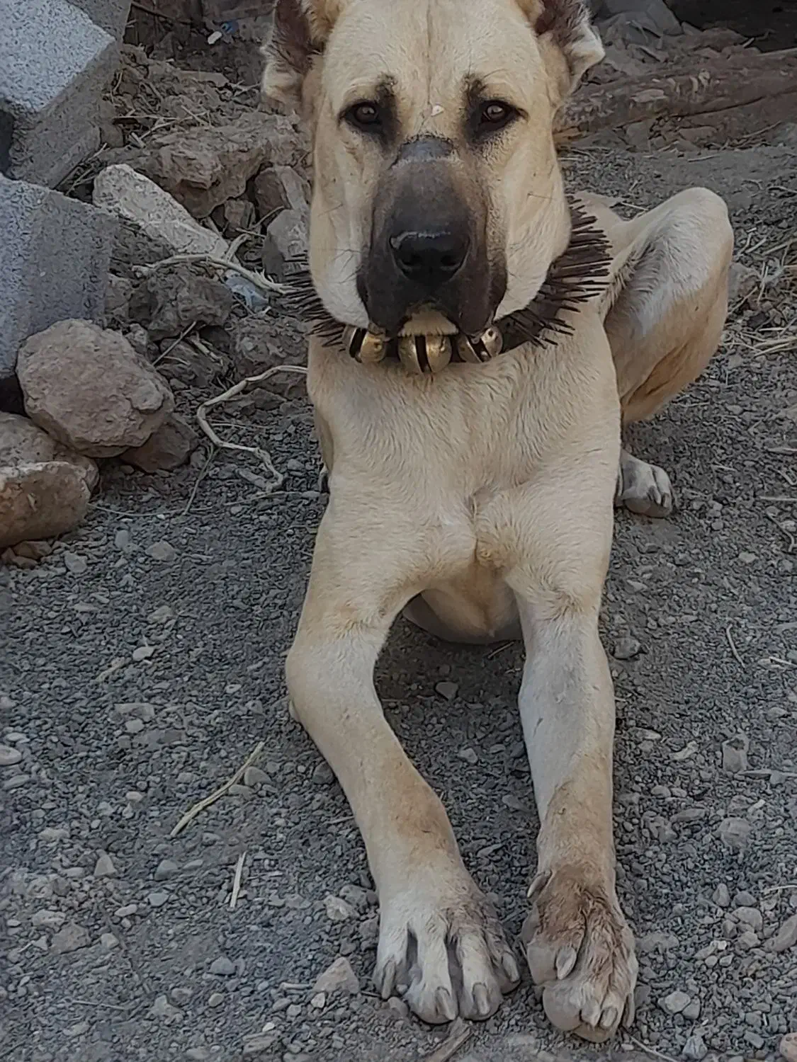 سرابی،اصل|سگ|جلگه رخ, |دیوار