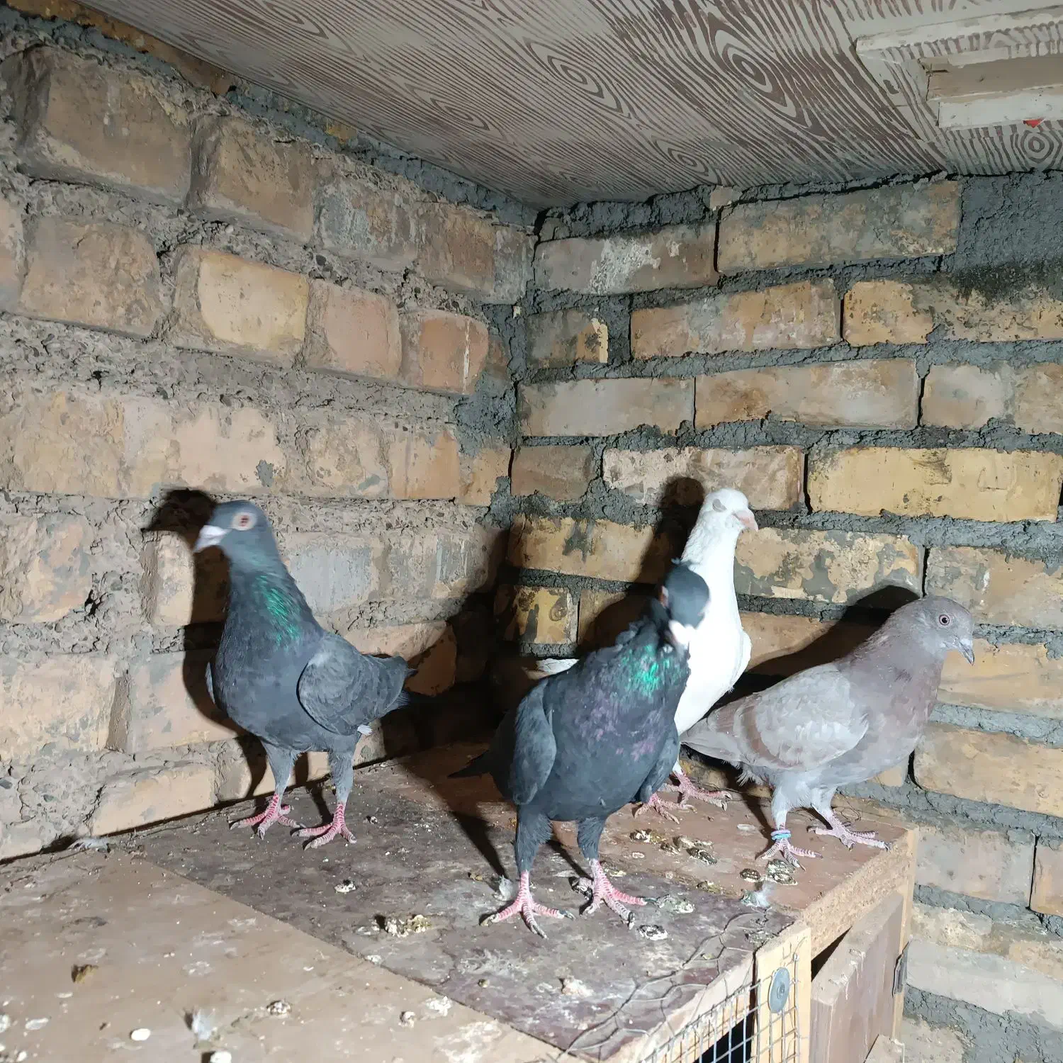 دورگ پلاکی و پرشی|پرنده|ابریشم, |دیوار