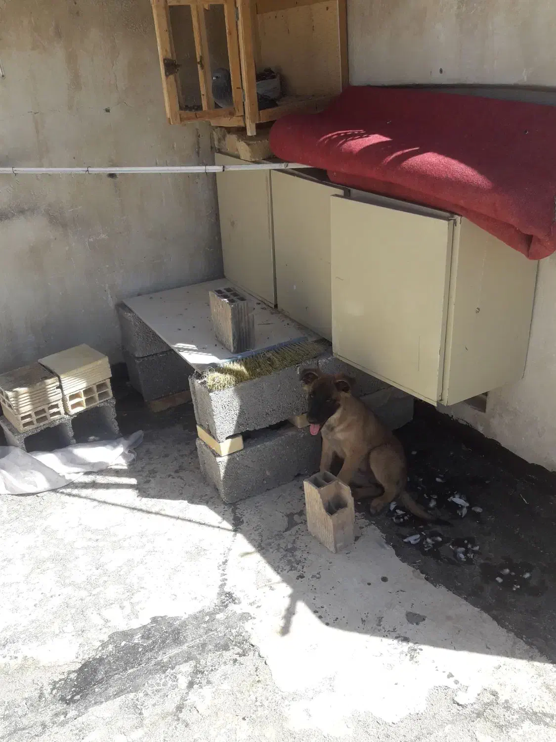 سگ گمشده|حیوانات|اسفراین, |دیوار