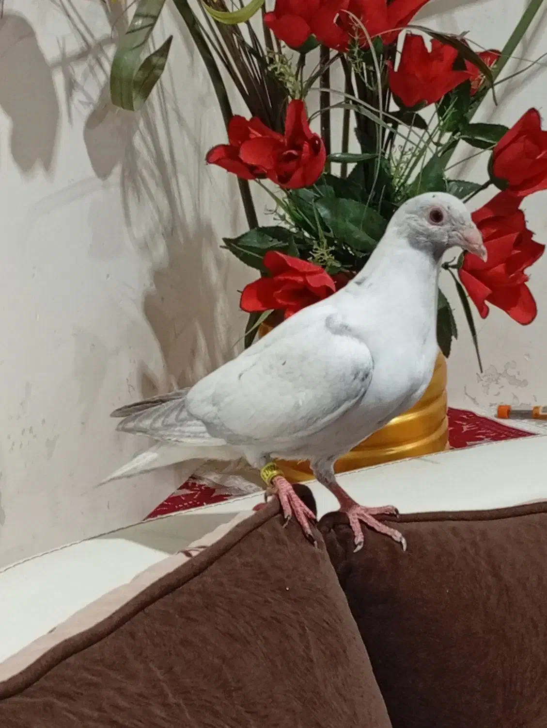 جوجه پلاکی هیچ پر|پرنده|اهواز, منبع اب|دیوار