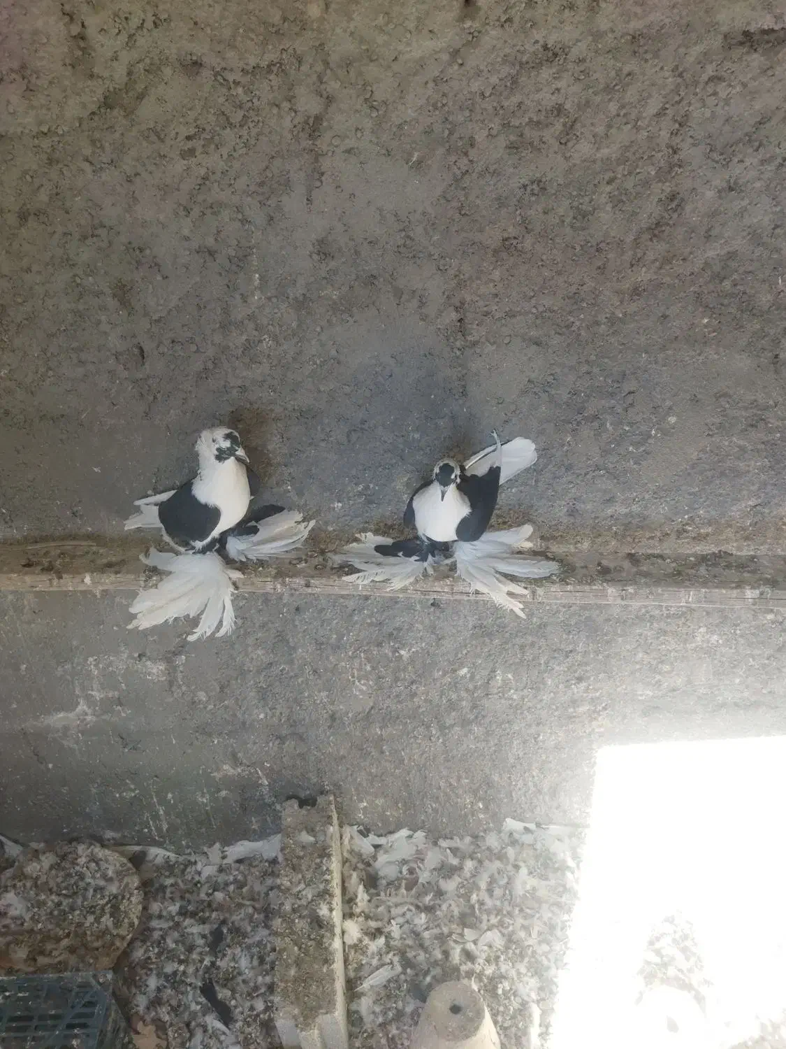 پرنده|پرنده|صوفیان, |دیوار