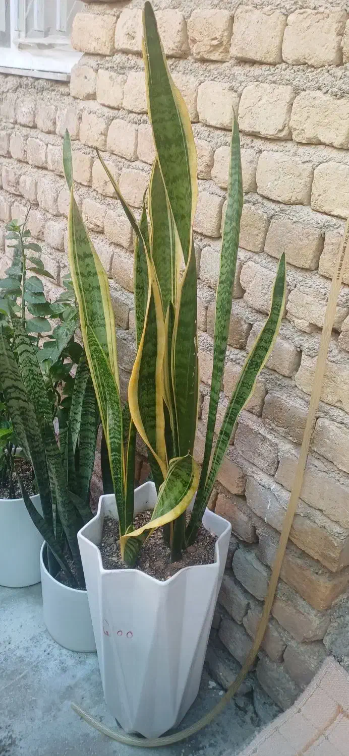 گل بابا آدم|گل و گیاه طبیعی|سرپل ذهاب, |دیوار