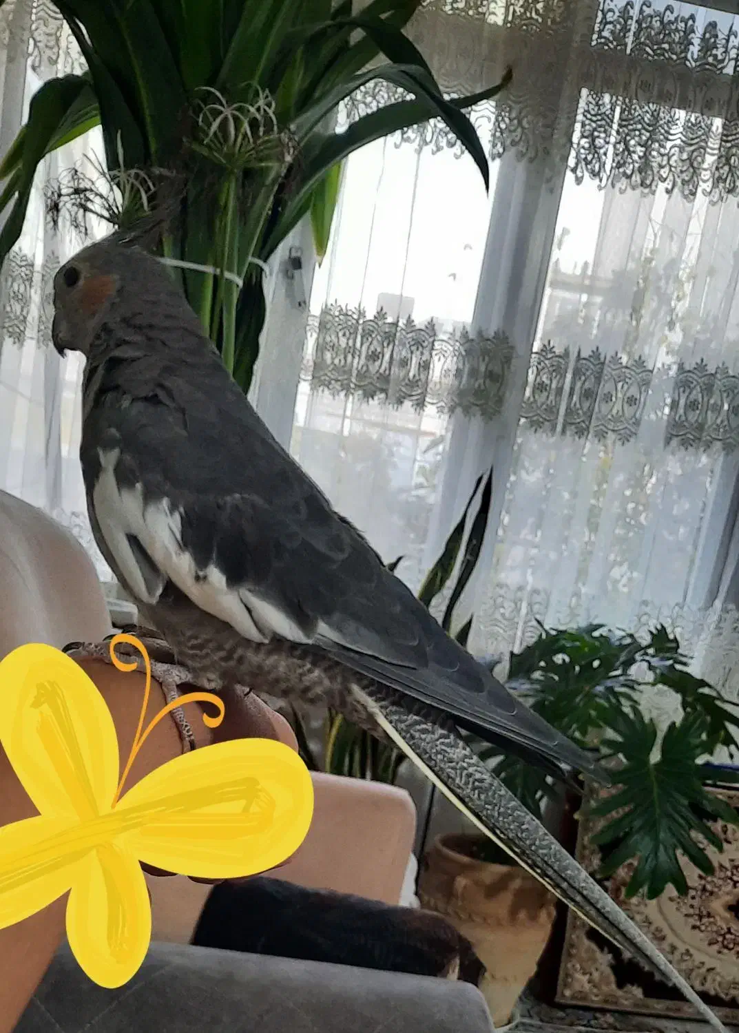 عروس ماده بالغ،۹ ماهه،دستی|پرنده|شاهین‌شهر, گرگاب|دیوار