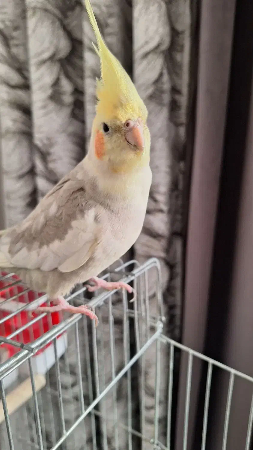 عروس هلندی نرو ماده اماده تخم گذاری|پرنده|اسلامشهر, شهرک سعیدیه|دیوار