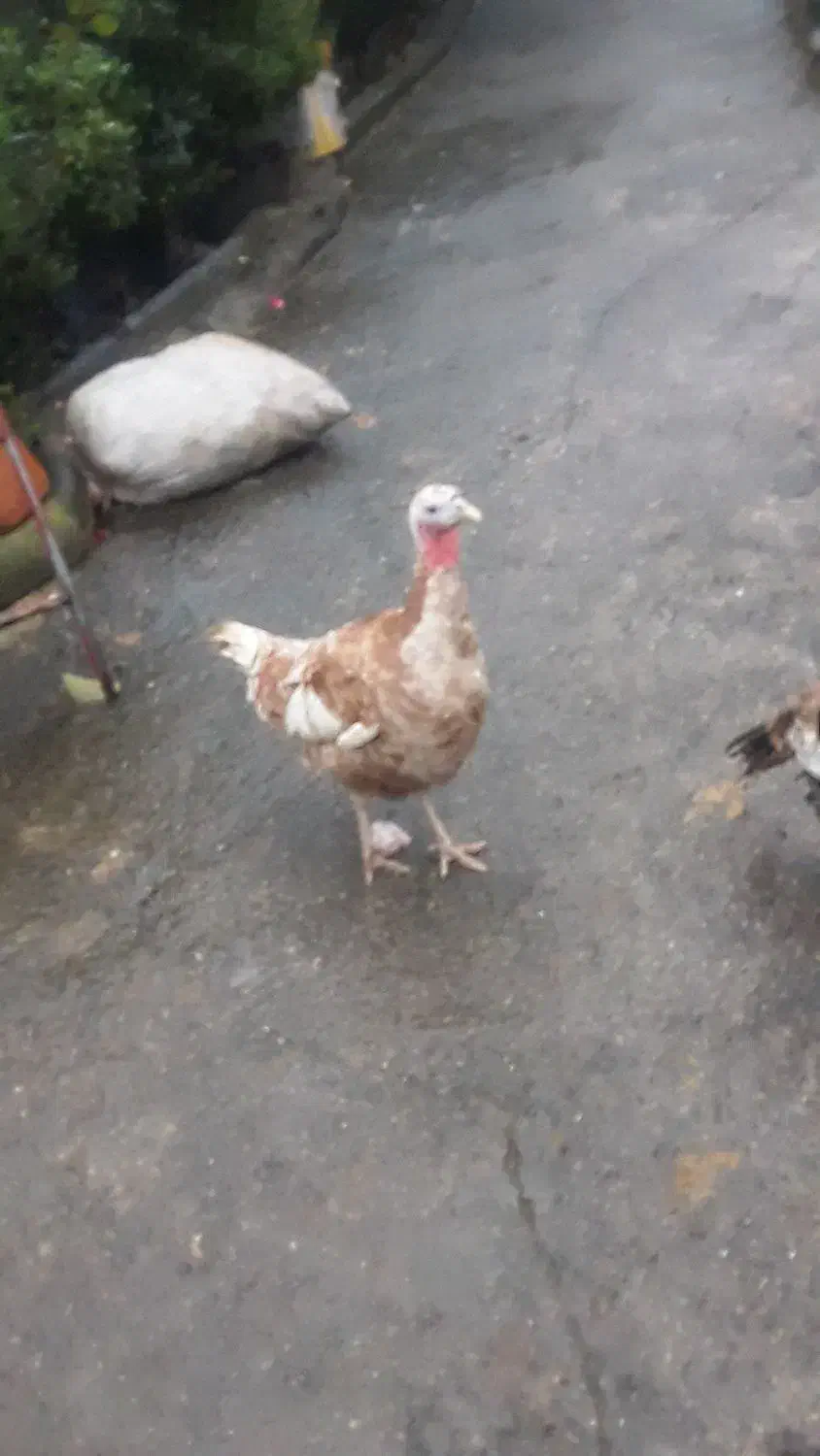 فروش بوقلمون نروماده زنده|حیوانات مزرعه|رحیمآباد, |دیوار