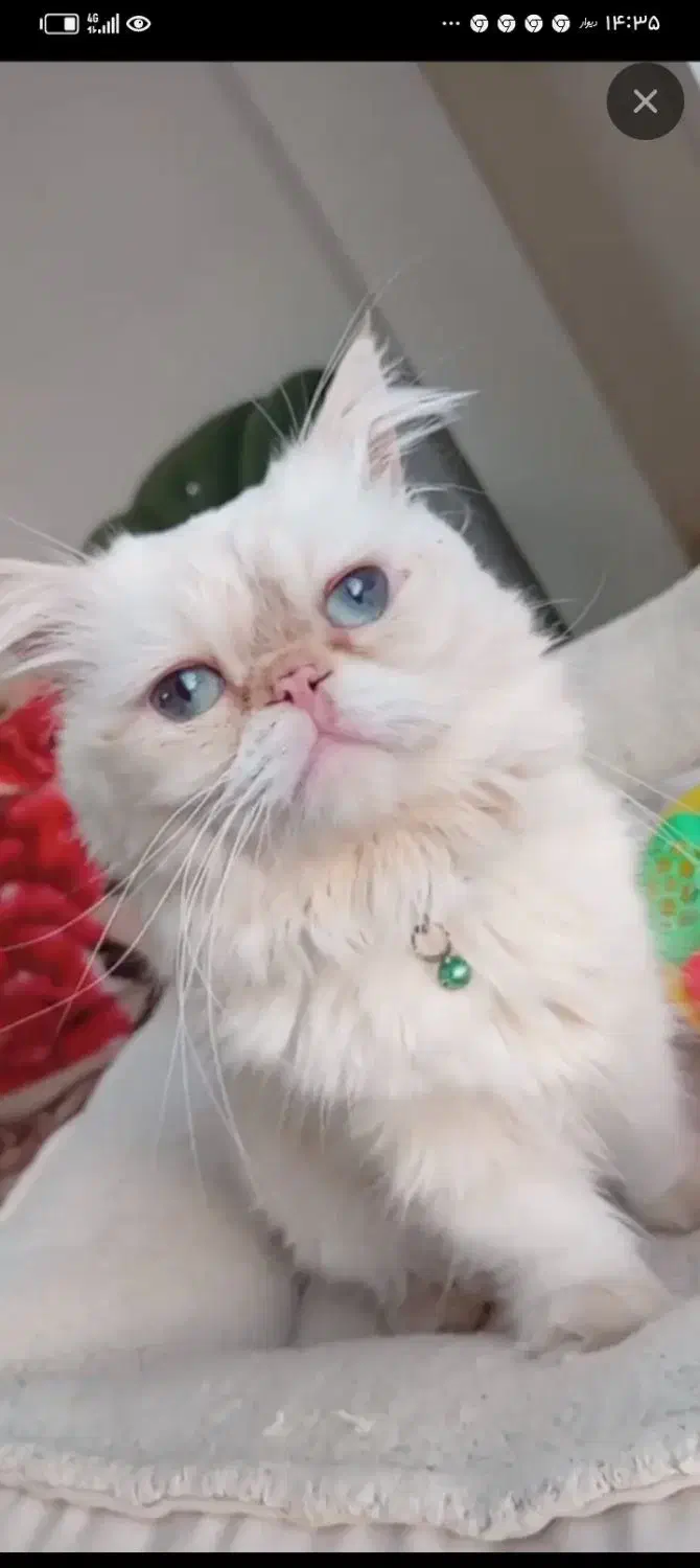 پرشین اصیل|گربه|قوچان, |دیوار