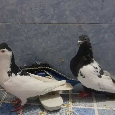 کفتر پرش|پرنده|شیروان (خراسان), |دیوار