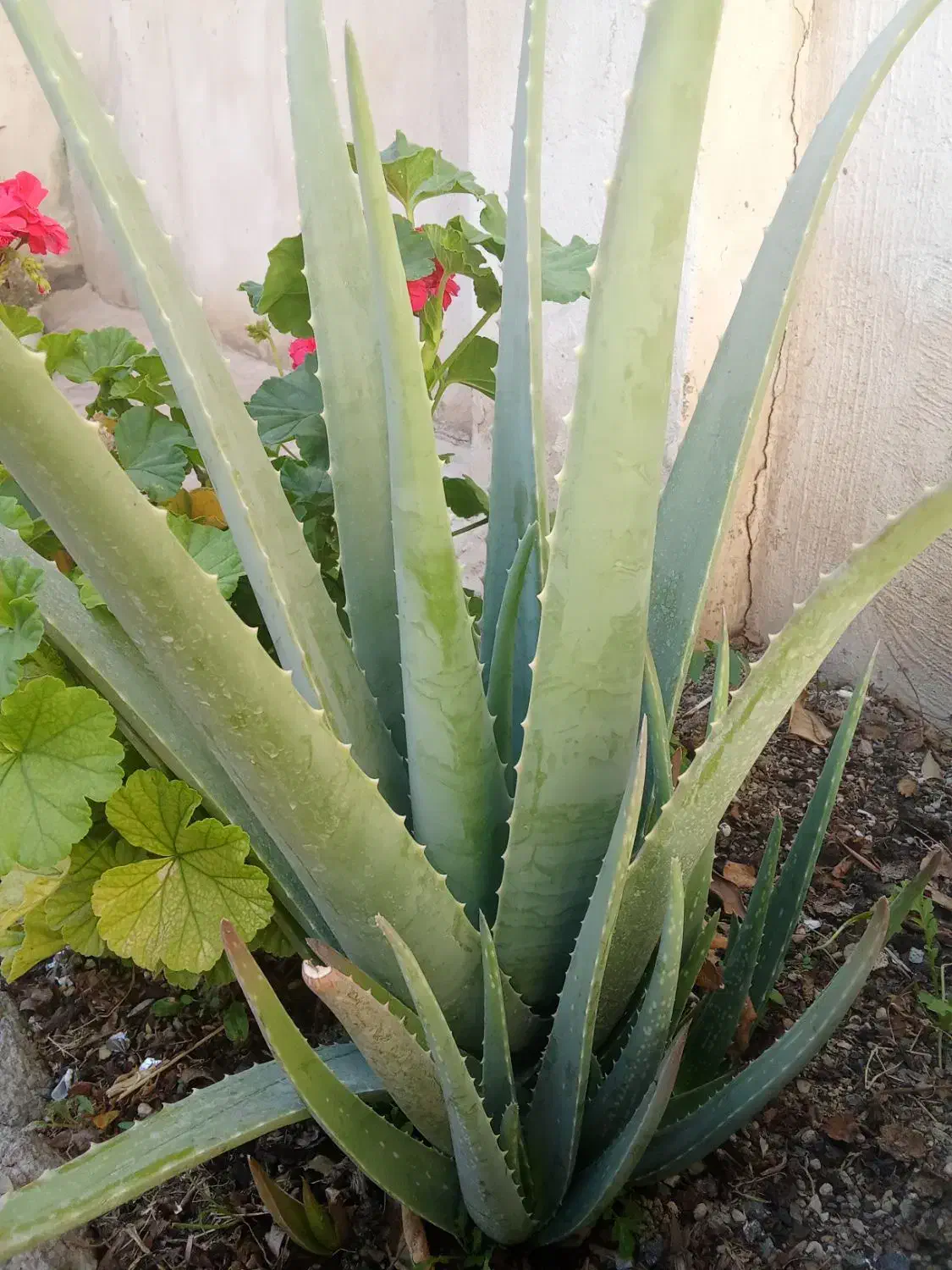 الوورا با برگهای سبز وسرحال و خاصیت درمانی|آرایشی، بهداشتی، درمانی|نهاوند, |دیوار