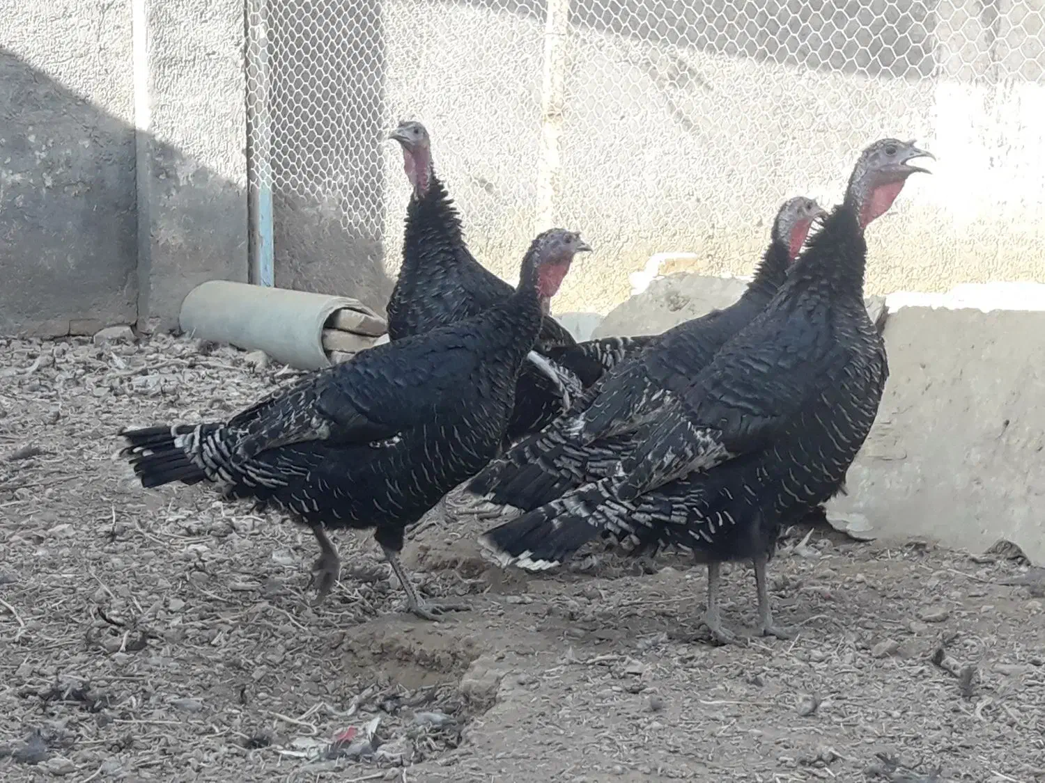 4عدد بوقلمون|حیوانات مزرعه|شهرکرد, |دیوار