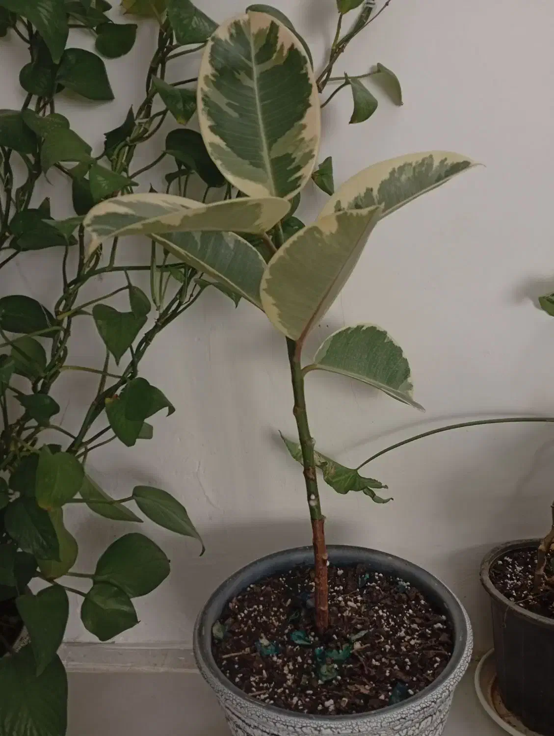 گل پاندانوس غول پیکر و فیکوس اگلنما|گل و گیاه طبیعی|کرمان, |دیوار