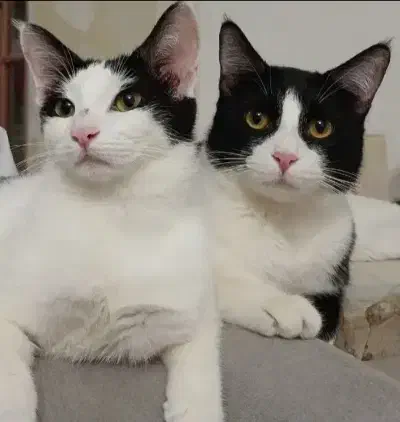 واگذاری رایگان گربه|گربه|گنبد کاووس, |دیوار