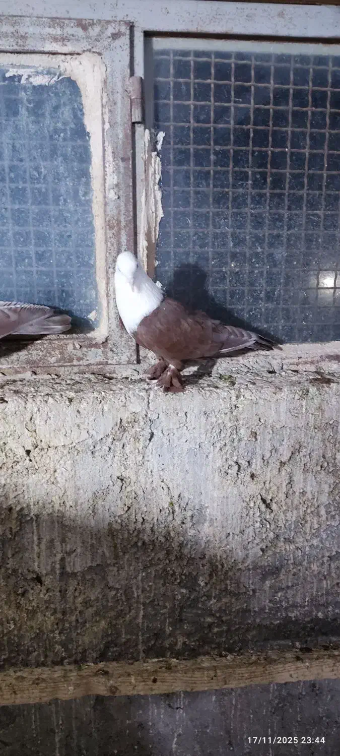 کبوتر رنگی نقش|پرنده|سراوان, |دیوار