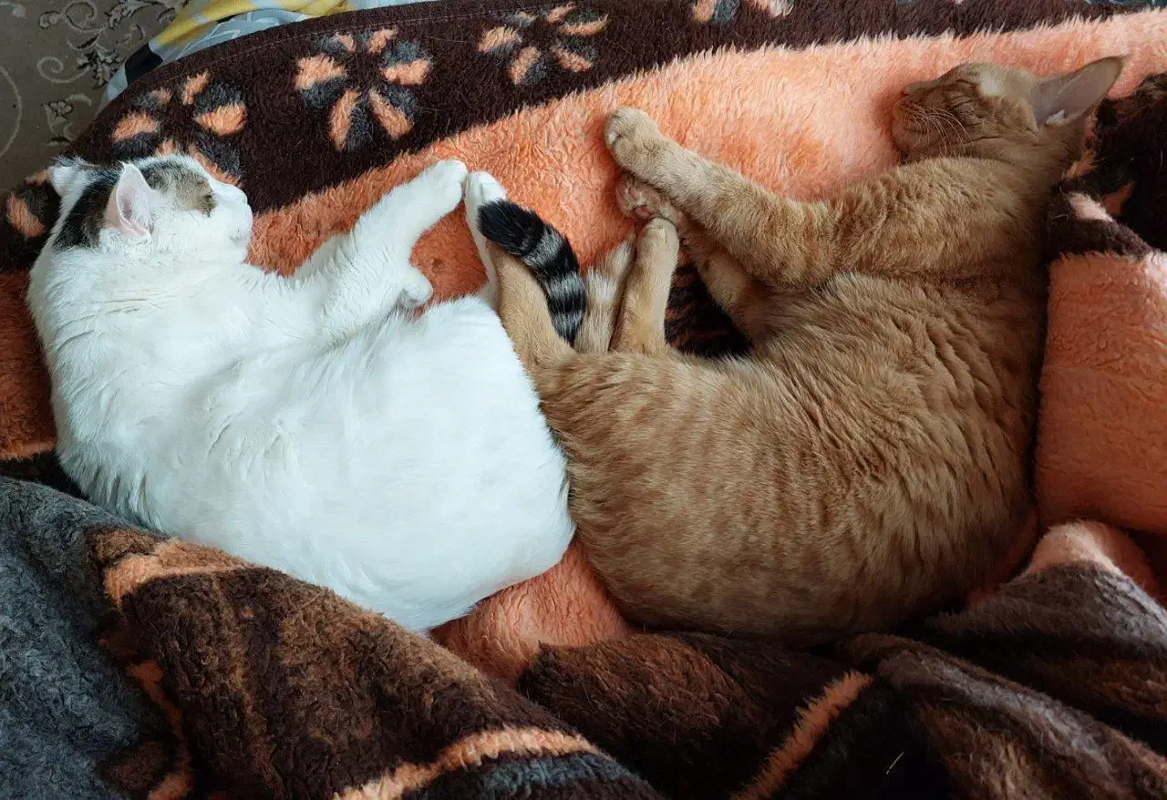 گربه نر نارنجی|گربه|مشهد, ادیب نیشابوری (شهرک غرب)|دیوار