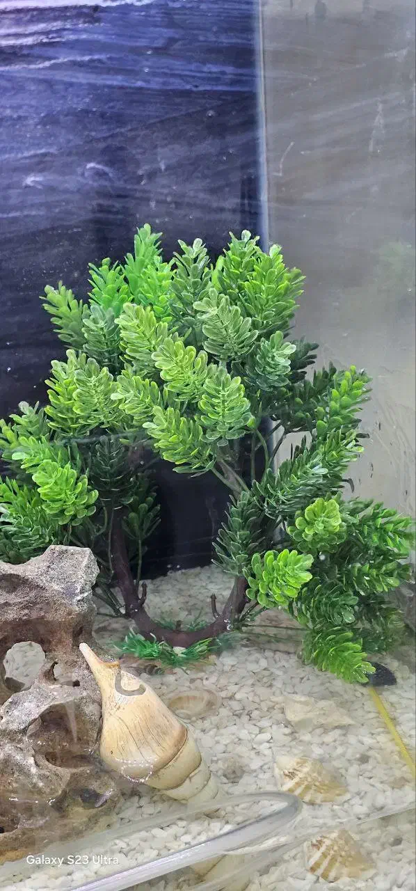 اکواریوم شیشه خم ارتفاع 40 طول 50|ماهی|پرند, فاز ۴|دیوار