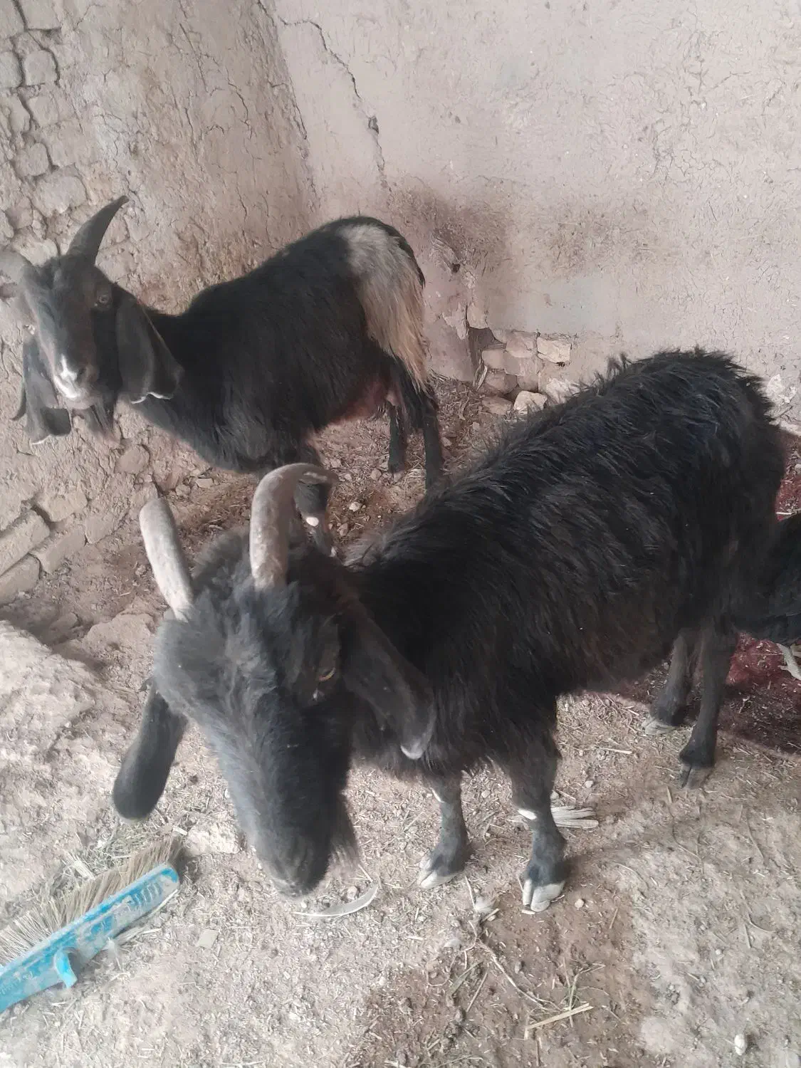 دوبز ویه کهره به فروش میرسد توافقی|حیوانات مزرعه|مرودشت, دولت آباد|دیوار