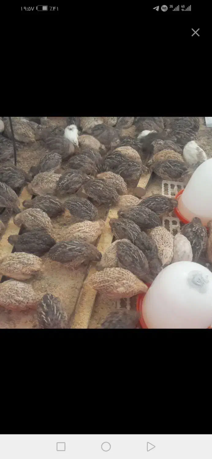 فروش 200عدد بلدرچین نر|حیوانات مزرعه|کاشمر, |دیوار