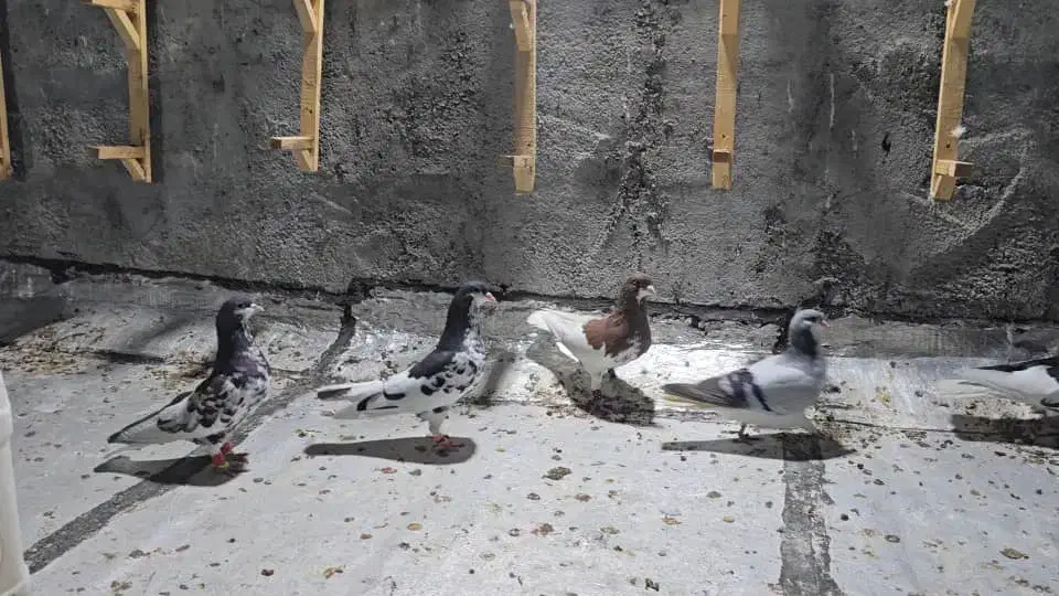 کبوتر|پرنده|برازجان, |دیوار