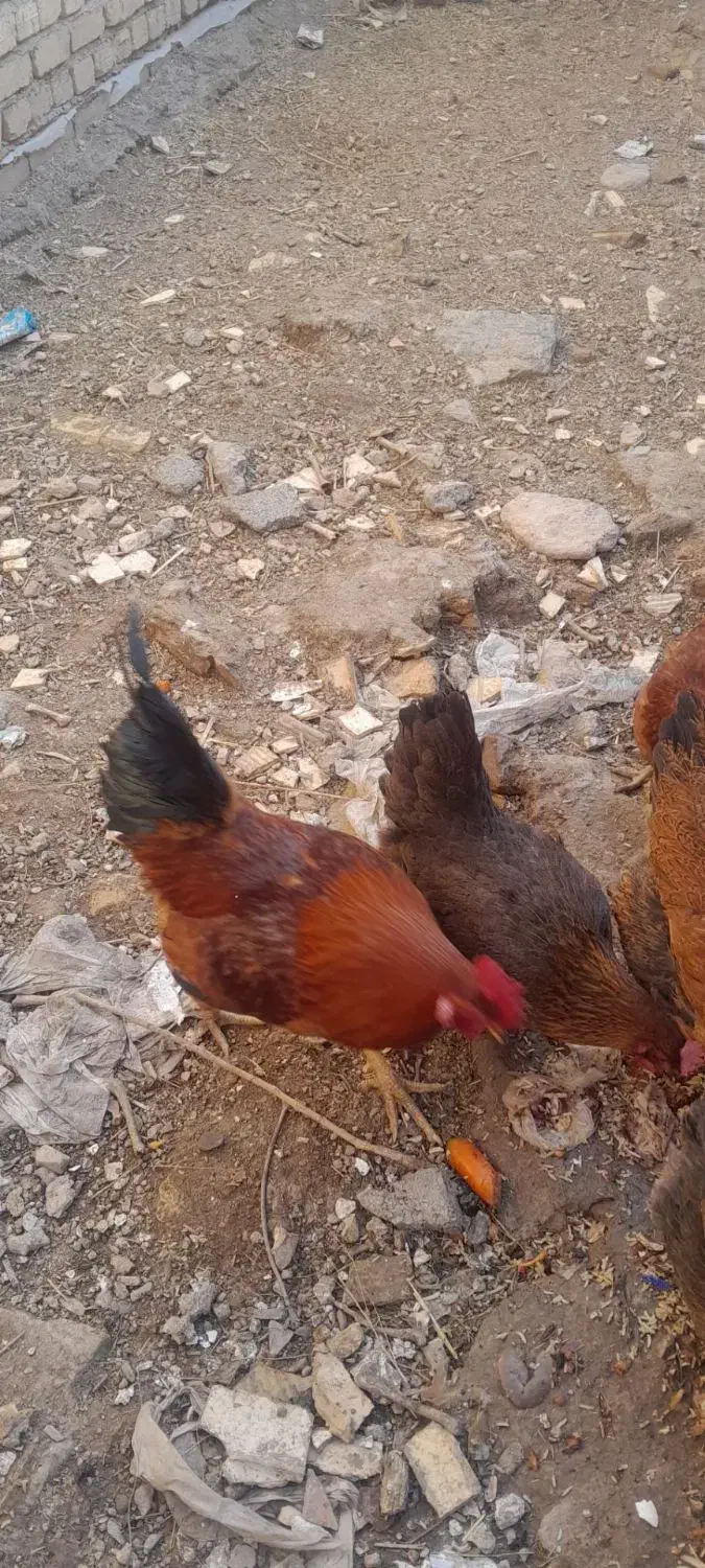 خروس|حیوانات مزرعه|نهاوند, |دیوار