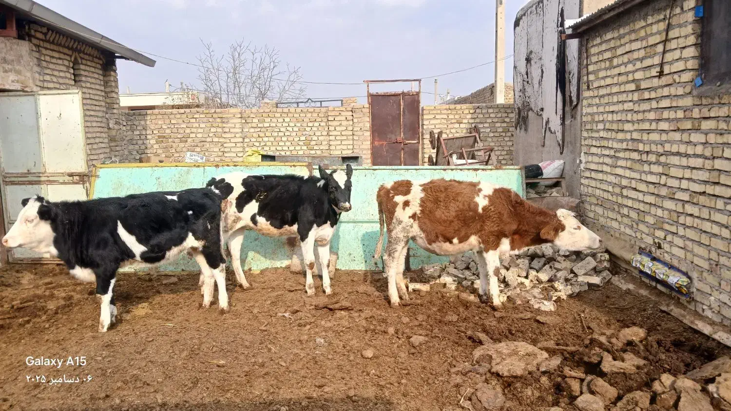 ۳راس گوساله ماده ۲راس سمینتال ۱راس هلشتاین جنس|حیوانات مزرعه|تاکستان, |دیوار
