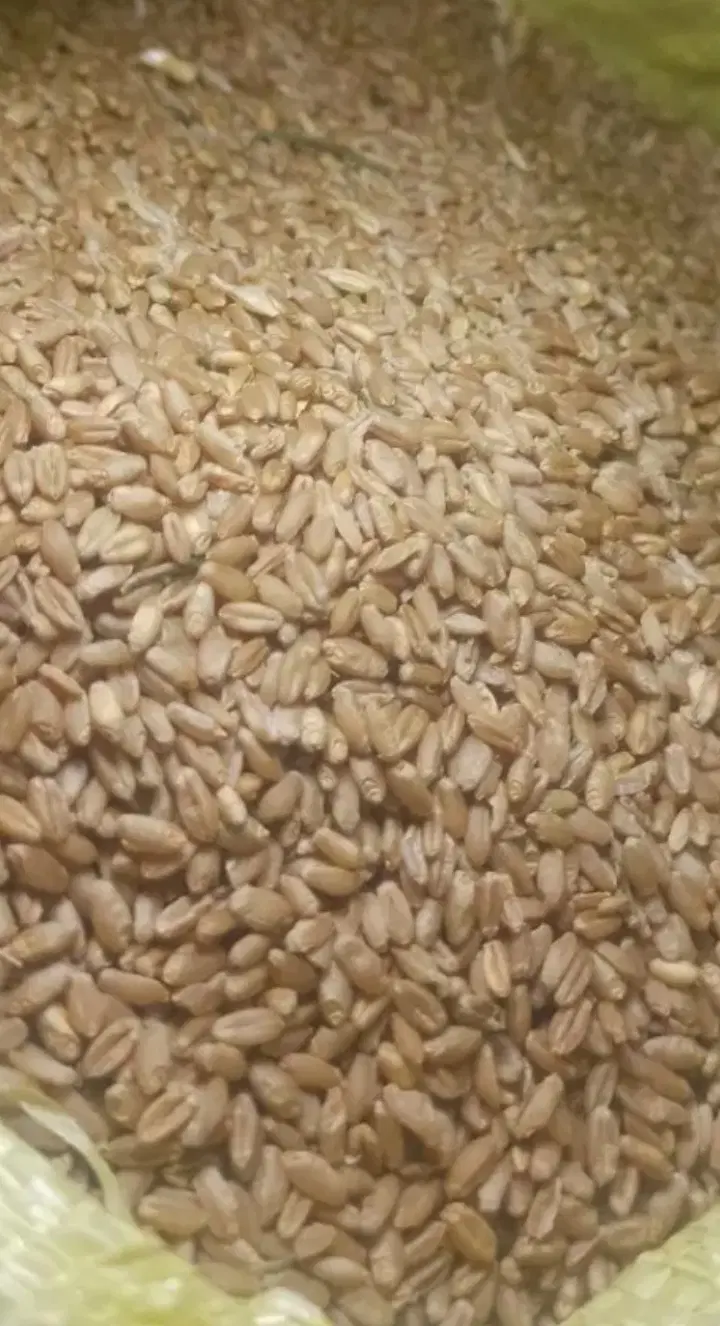 گندم|خوردنی و آشامیدنی|فیروزآباد (فارس), |دیوار