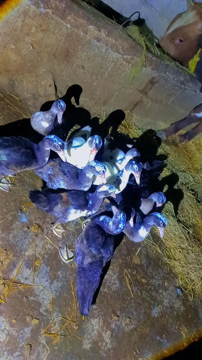 اردک اسراییلی|حیوانات مزرعه|شاندرمن, |دیوار