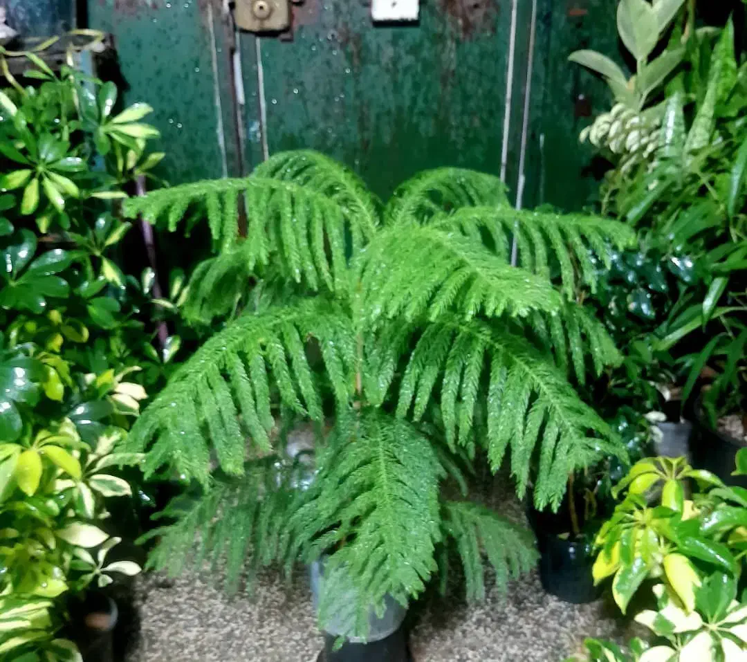 گل های زیبا|گل و گیاه طبیعی|شیراز, شیخ روزبهان|دیوار