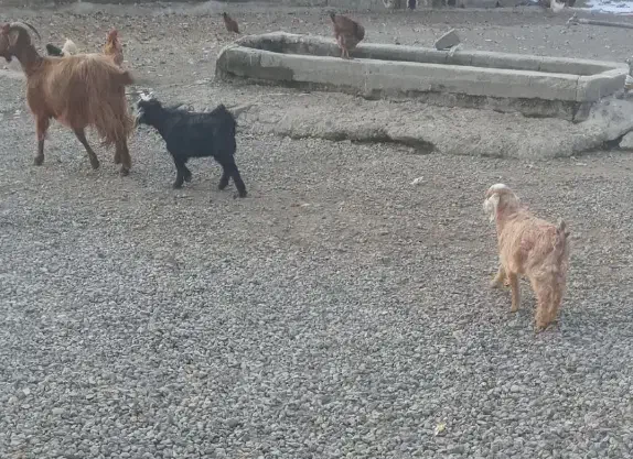 بز جوان و پر شیر|حیوانات مزرعه|اردبیل, |دیوار