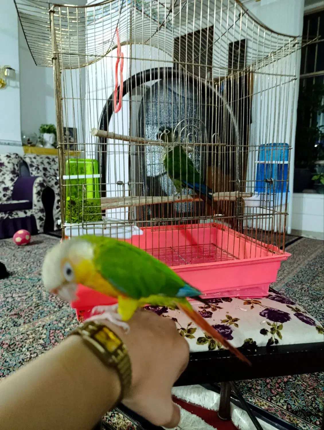 طوطی گرینچیک|پرنده|کوهبنان, |دیوار