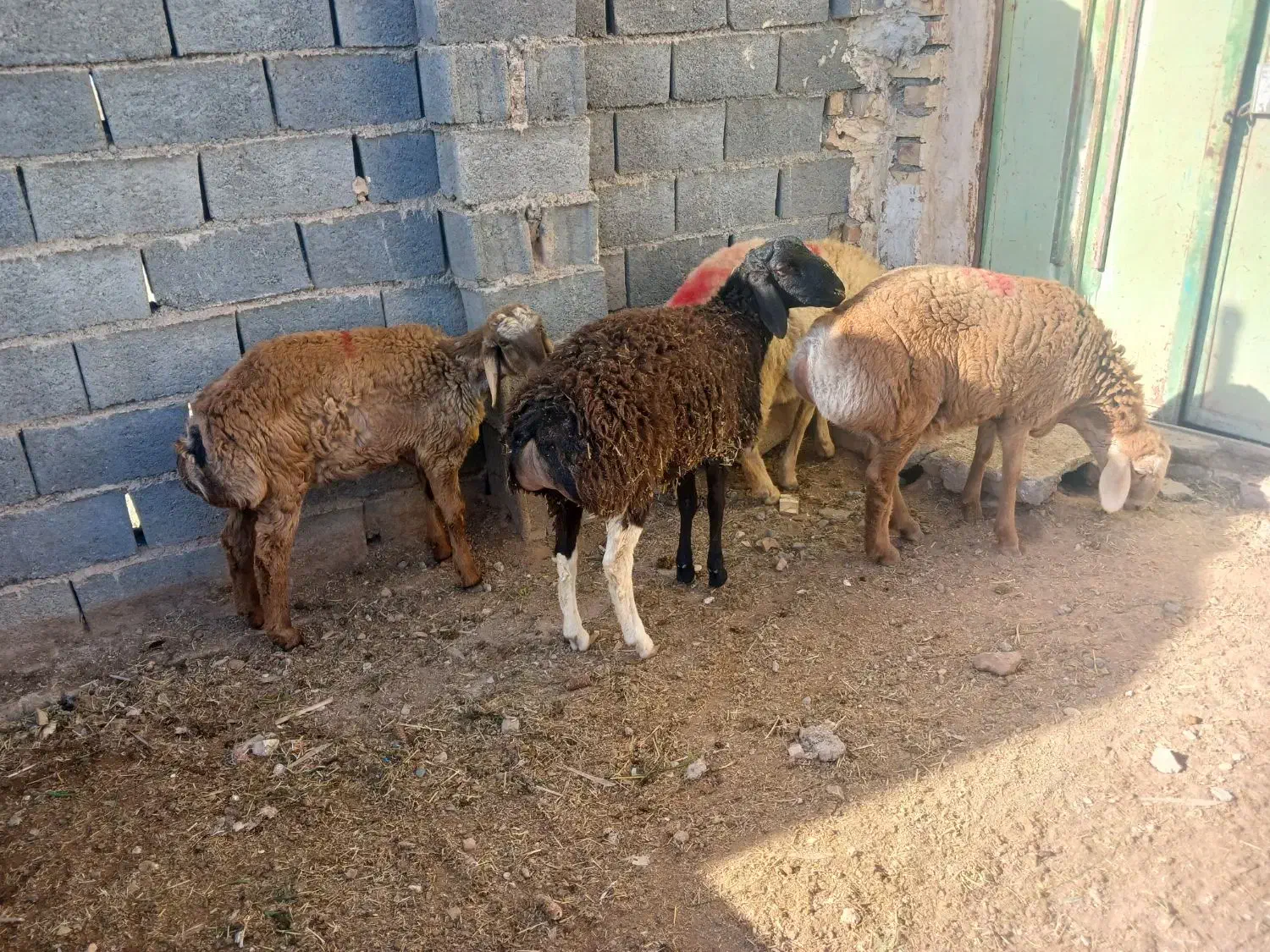 بره جعمی|حیوانات مزرعه|تربت جام, جامرود|دیوار