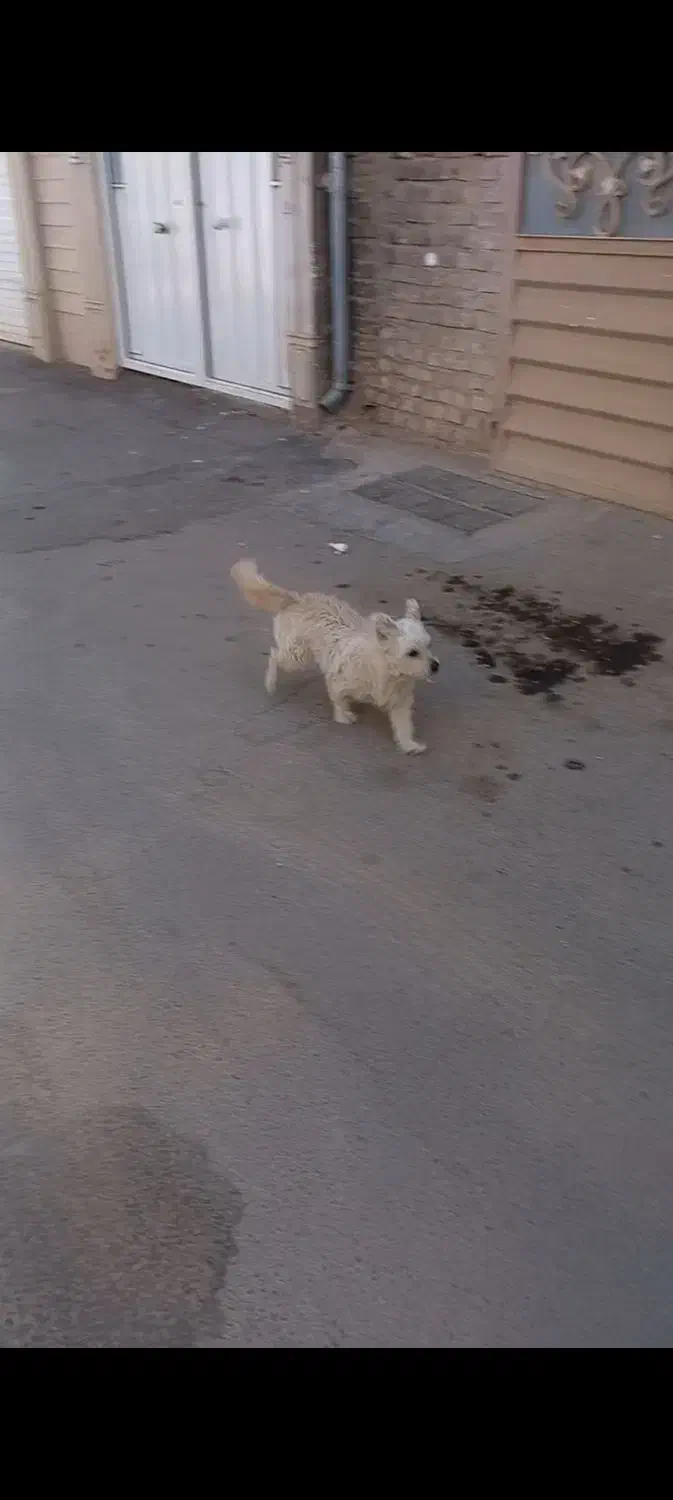 سلام گمشده محدوده اکرم آباد|حیوانات|یزد, |دیوار