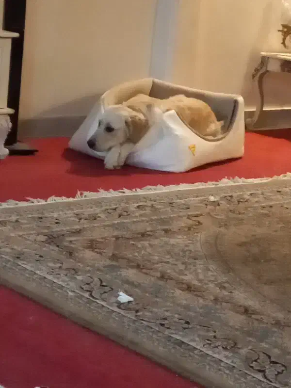 سگ گلدن ۵ ماهه|سگ|تهران, جوادیه تهرانپارس|دیوار