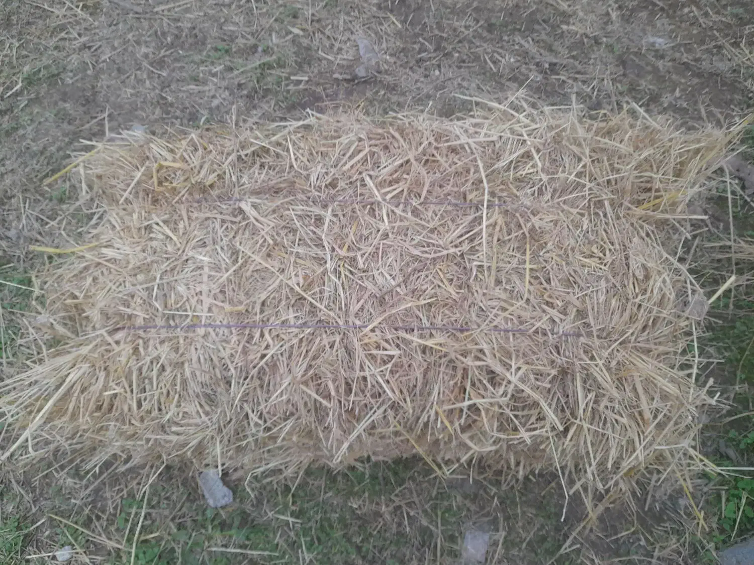 ۵۰ عدد علف ( سگ واش ) خشک شده و پرس شده با بیلر|لوازم جانبی حیوانات|خمام, |دیوار