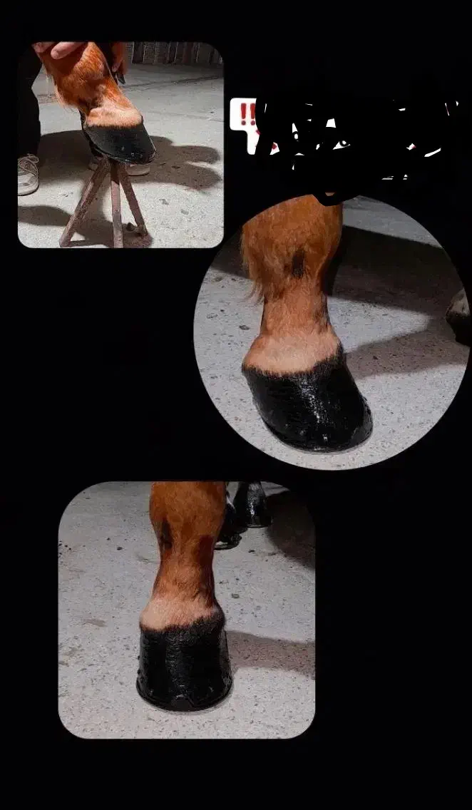 نعلبندی اسب|اسب و تجهیزات اسب‌سواری|جیرفت, |دیوار