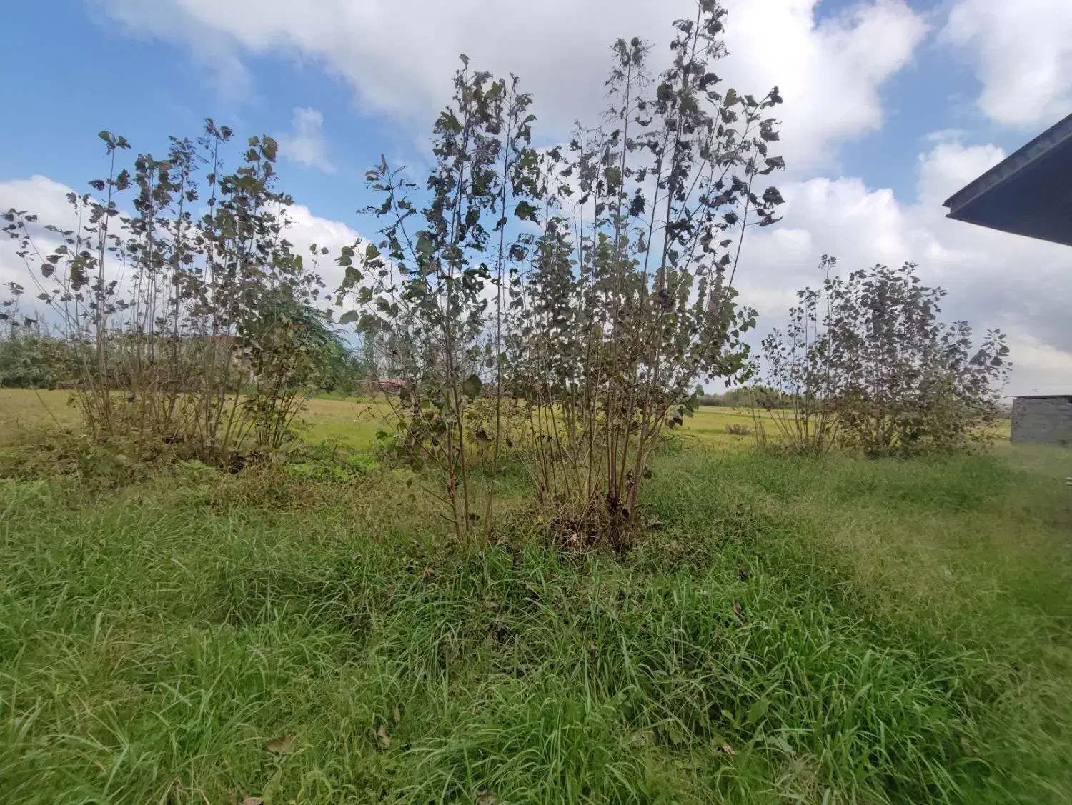 خانه و شالیزار/لب آسفالت چسبیده بهم/حومه خمام|فروش خانه و ویلا|خمام, |دیوار