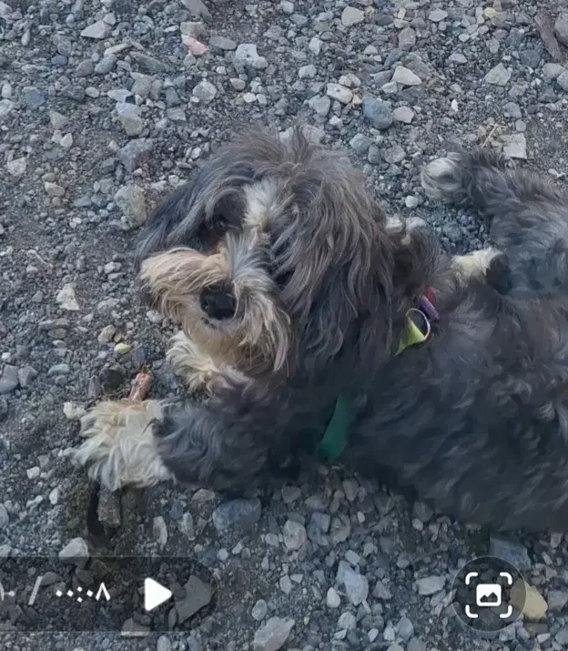 سگ گمشده|حیوانات|سبزوار, ابارش|دیوار