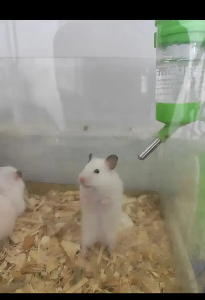 همستر خریدارم|موش و خرگوش|تربت‌حیدریه, بازار|دیوار